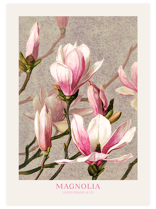 Magnolia Poster - Giclée Baskı