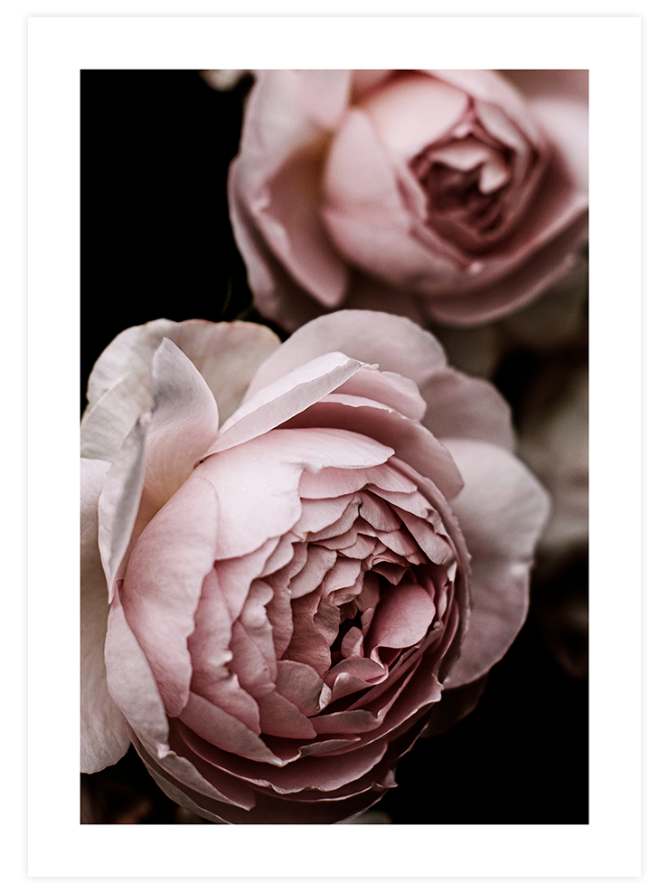 Makro Çiçek - Art Print Fotoğraflar Poster