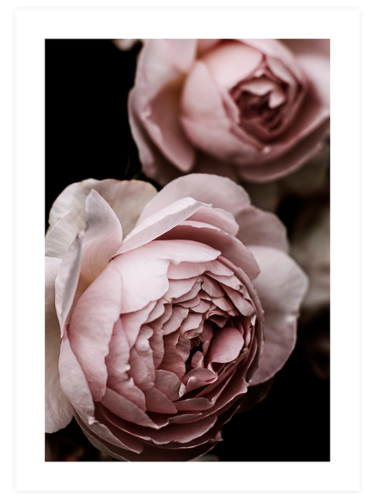 Makro Çiçek - Art Print