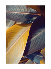 Makro Yaprak N2 - Fine Art Poster