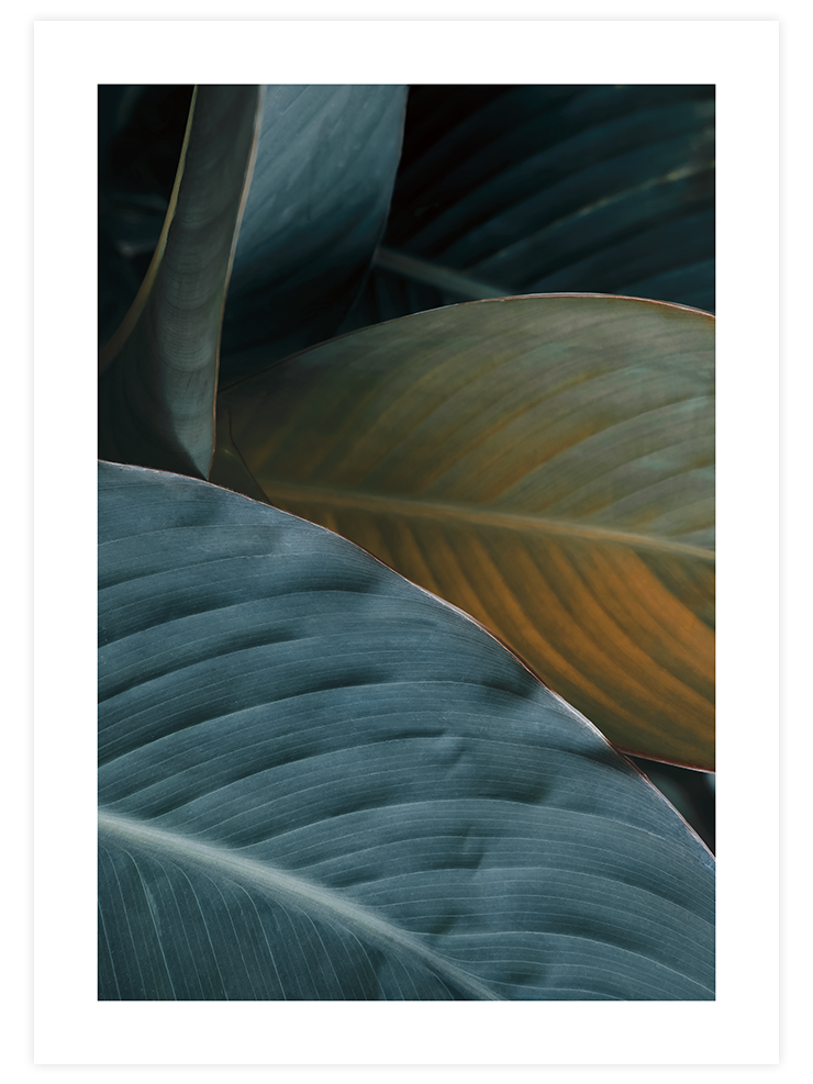 Makro Yaprak N1 - Art Print