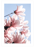 Manolya Çiçeği - Art Print