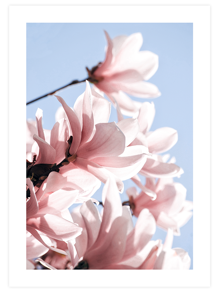 Manolya Çiçeği - Art Print