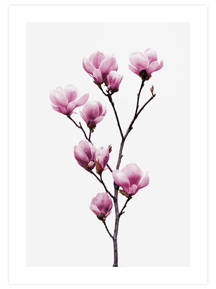 Manolya - Art Print Ürün ana görseli