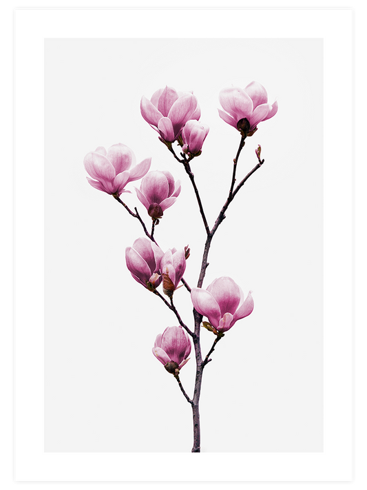 Manolya - Art Print