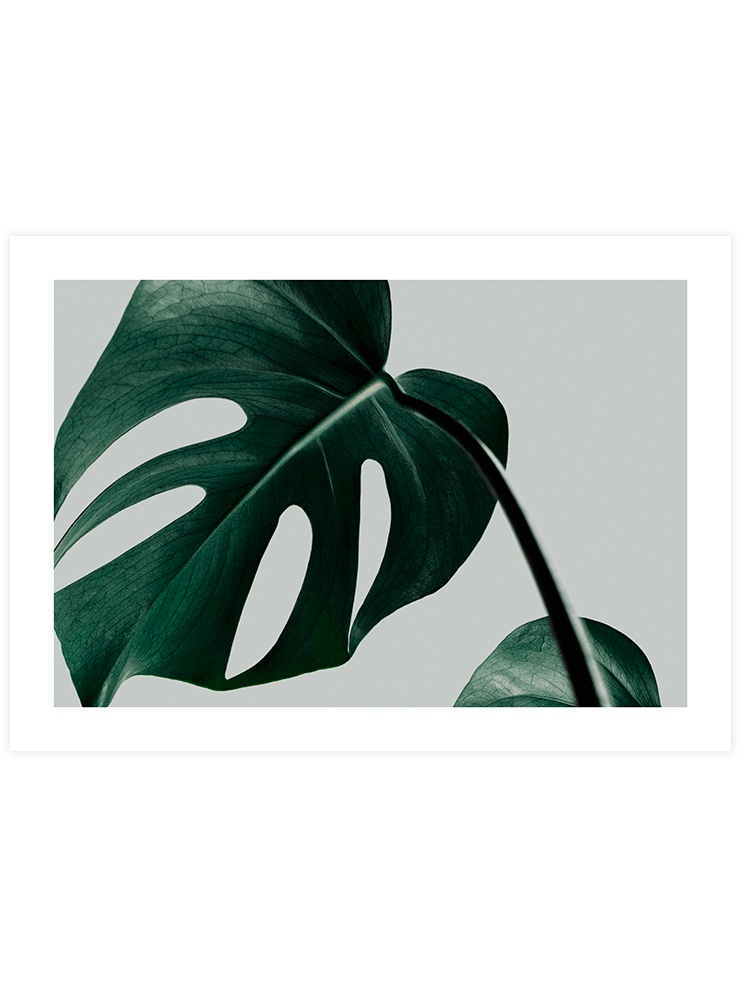 Monstera N2 - Art Print Ürün ana görseli