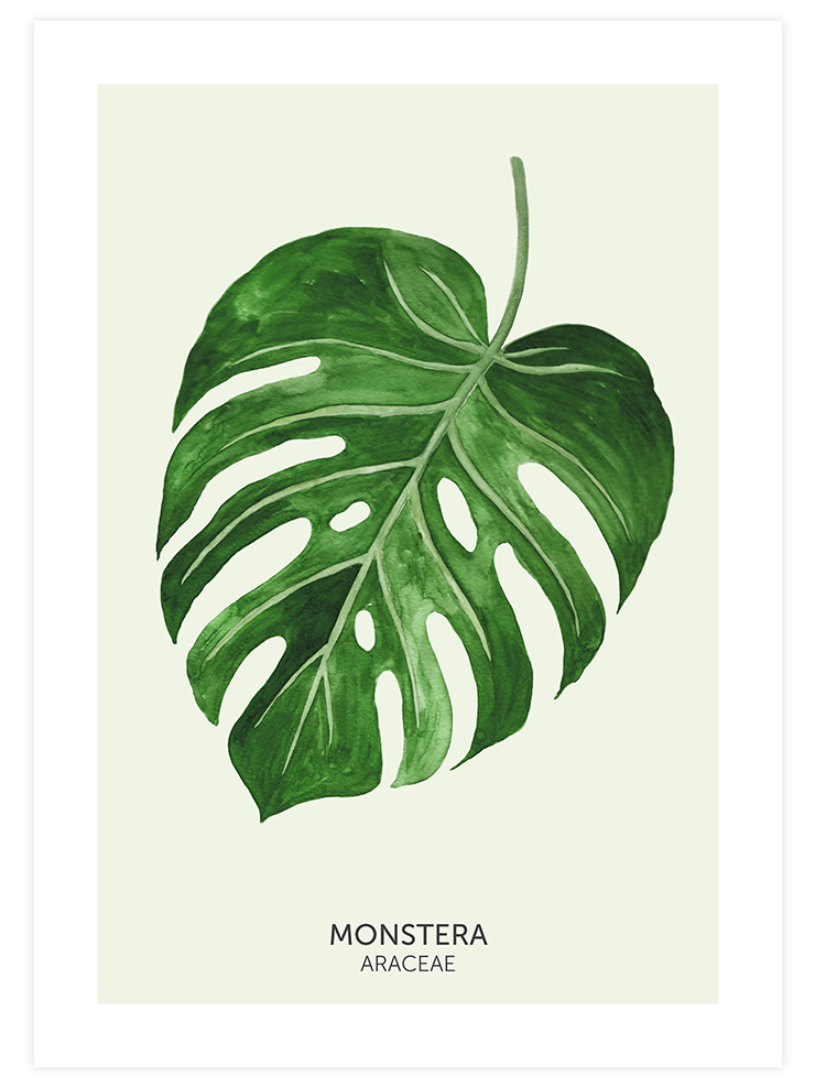 Monstera Yaprağı - Art Print Ürün ana görseli
