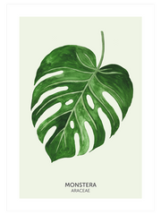 Monstera Yaprağı - Fine Art Poster