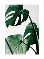 Monstera N1 - Art Print