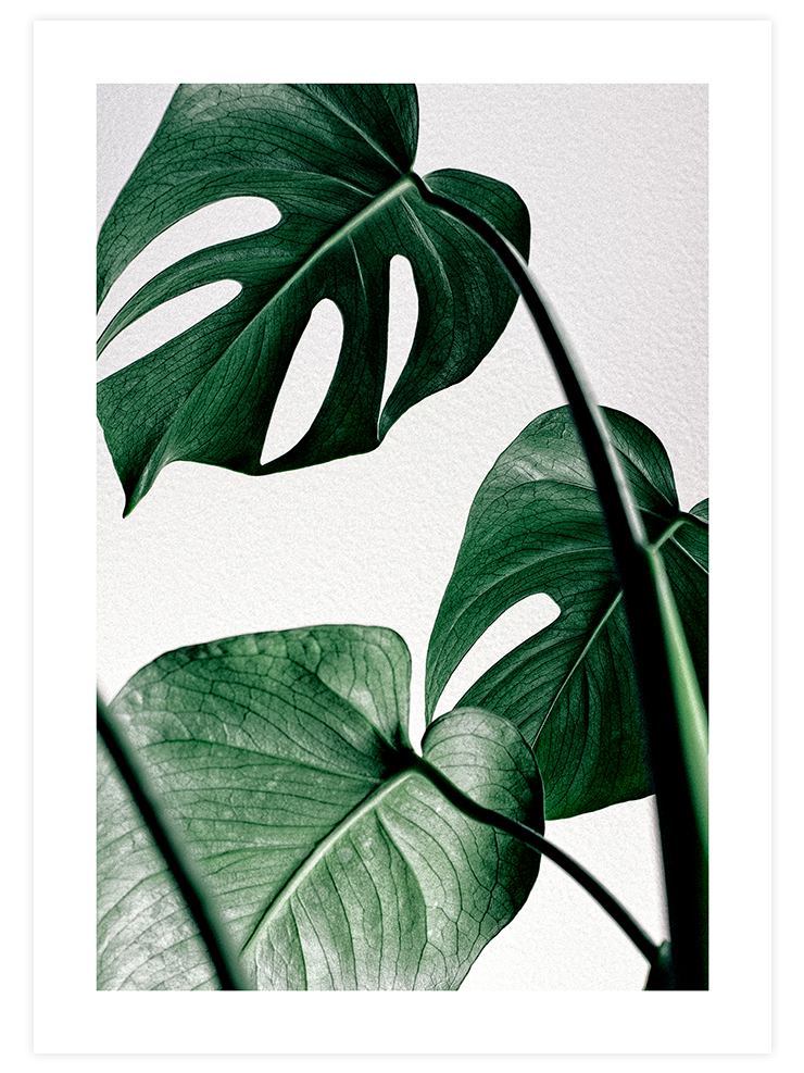 Monstera N1 - Art Print Fotoğraflar Poster