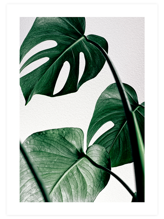 Monstera N1 Poster - Giclée Baskı