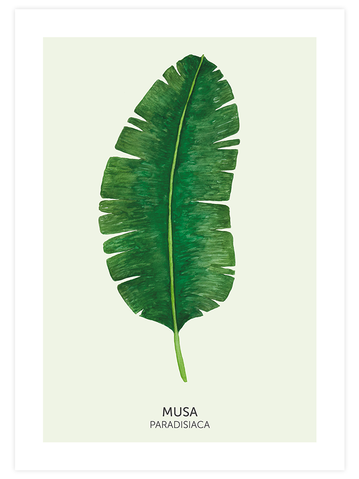 Musa Paradisiaca - Art Print Ürün ana görseli