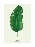 Musa Paradisiaca - Art Print