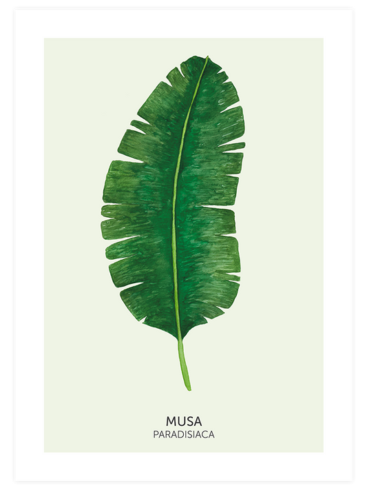 Musa Paradisiaca - Fine Art Poster