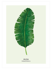 Musa Paradisiaca - Fine Art Poster
