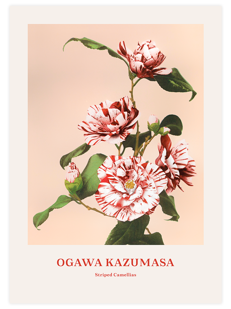 Ogawa Kazumasa Striped Camellias - Art Print Ürün ana görseli
