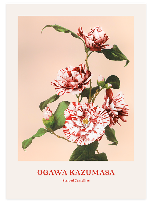 Ogawa Kazumasa Striped Camellias - Art Print