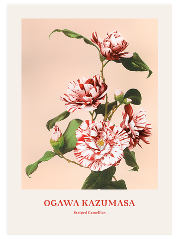 Ogawa Kazumasa Striped Camellias - Art Print