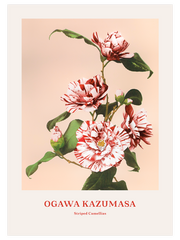 Ogawa Kazumasa Striped Camellias Poster - Giclée Baskı