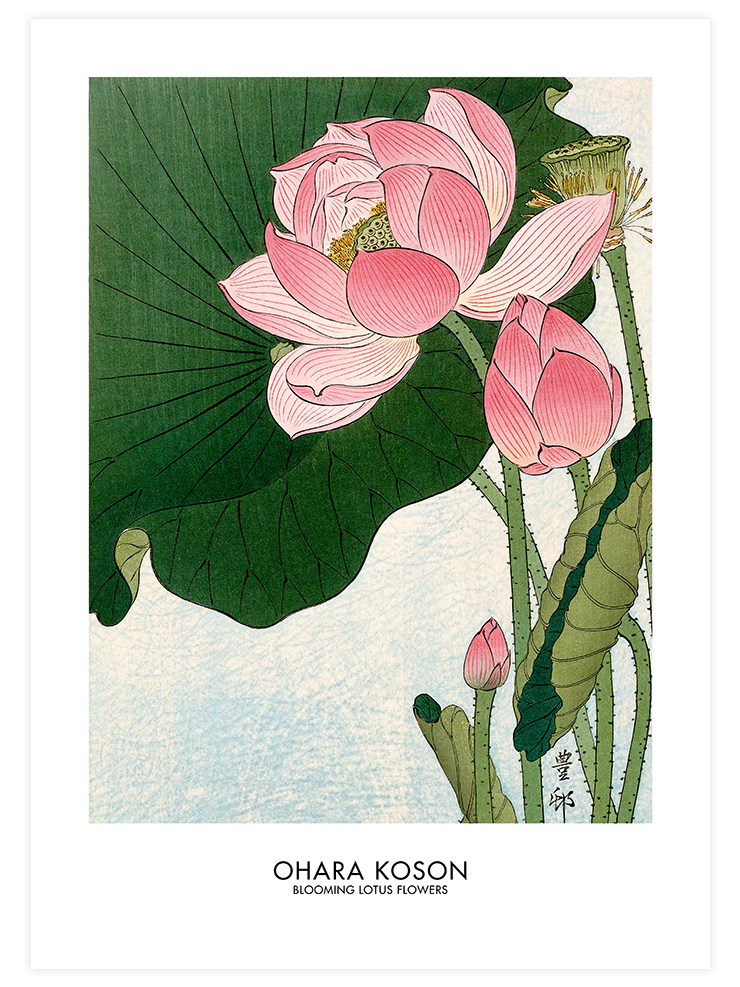 Ohara Koson Blooming Lotus Flowers - Art Print