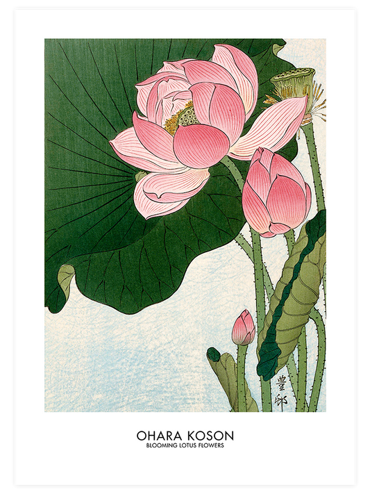 Ohara Koson Blooming Lotus Flowers - Art Print