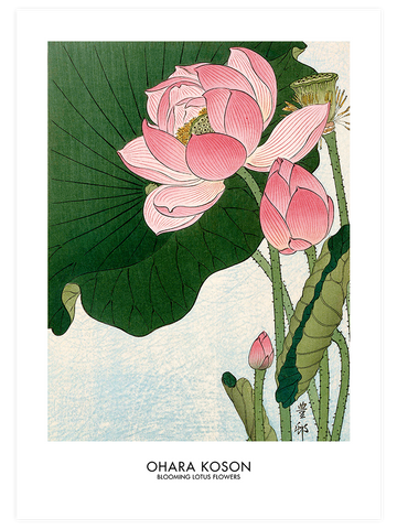 Ohara Koson Blooming Lotus Flowers - Art Print