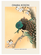 Ohara Koson Peacock On A Cherry Blossom Tree - Art Print