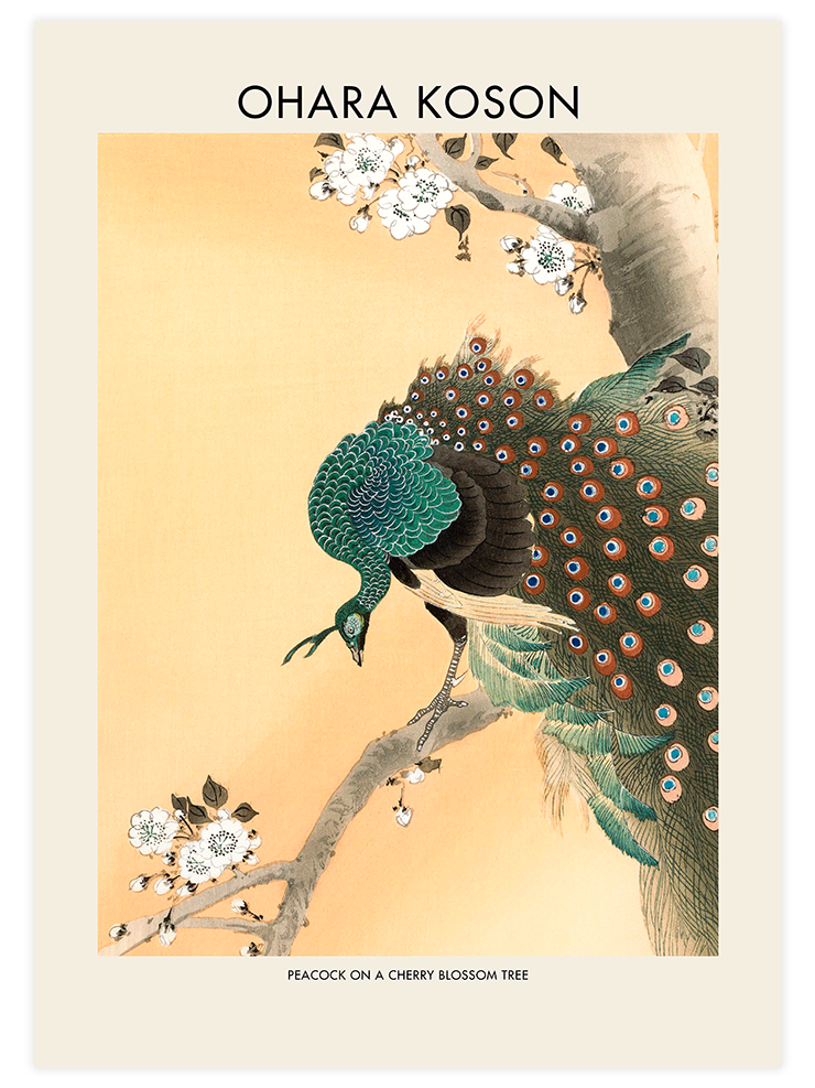 Ohara Koson Peacock On A Cherry Blossom Tree - Art Print