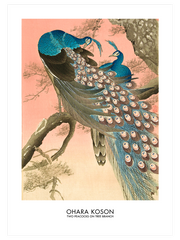 Ohara Koson Two Peacocks On Tree Branch - Fine Art Poster
