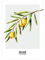 Oliva - Art Print