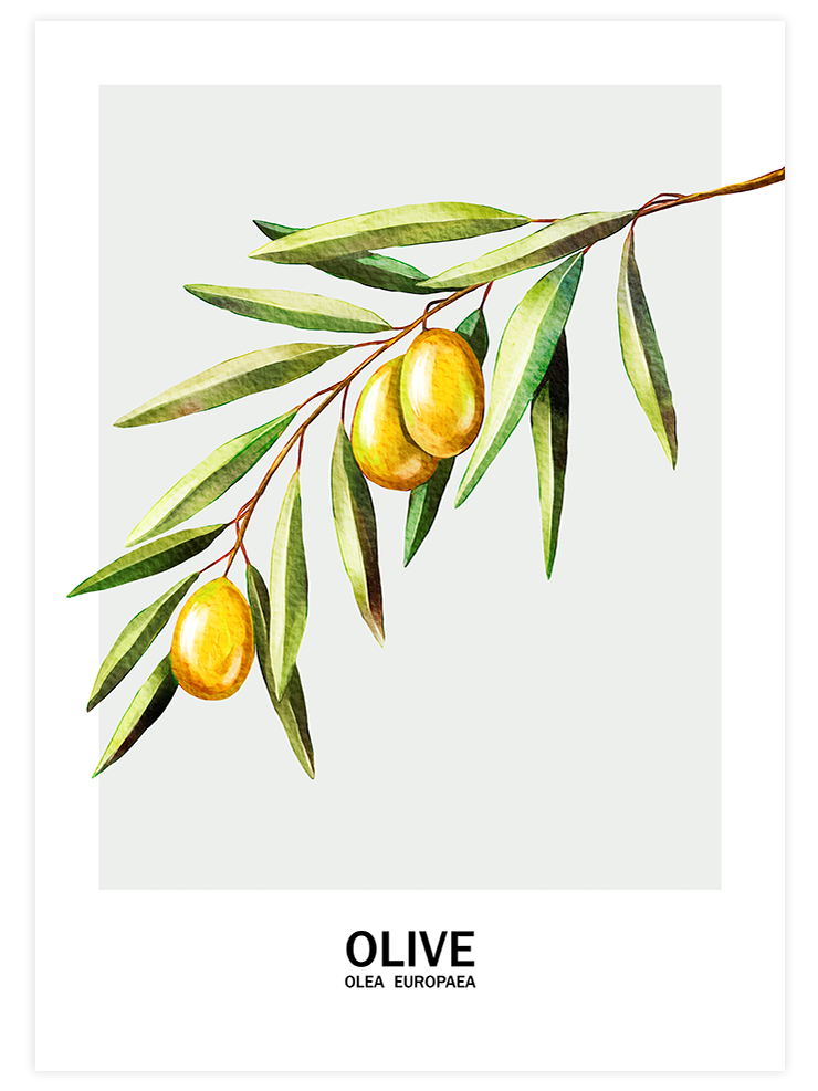 Les Olives -  Poster Seti Duo  Poster