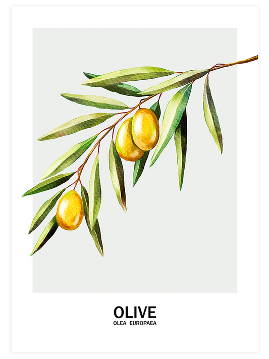 Oliva - Art Print