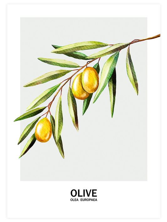 Oliva Poster - Giclée Baskı