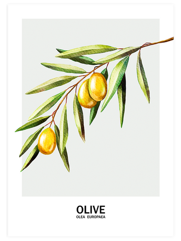 Oliva - Art Print
