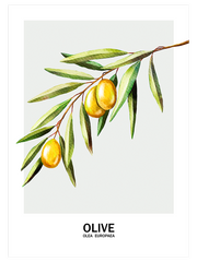 Oliva - Fine Art Poster