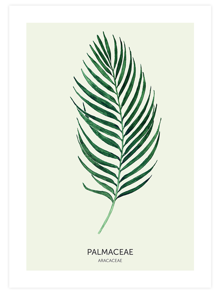 Palmaceae - Art Print Ürün ana görseli