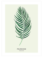 Palmaceae - Art Print