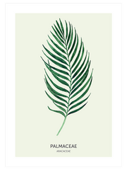 Palmaceae Poster - Giclée Baskı