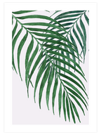 Palmiye Ağacı Yaprakları N1 - Art Print