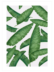 Palmiye Ağacı Yaprakları - Fine Art Poster