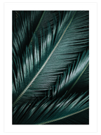 Palmiye Yaprakları - Art Print
