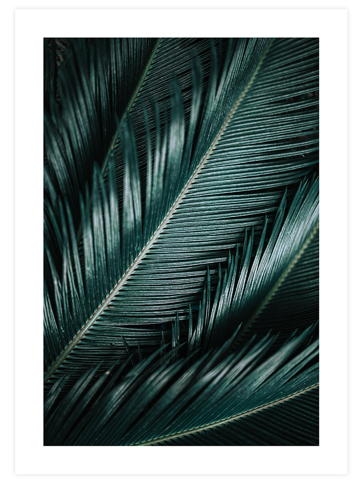 Palmiye Yaprakları - Art Print