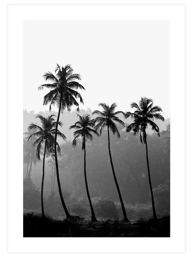 Palmiyeler - Art Print Fotoğraflar Poster