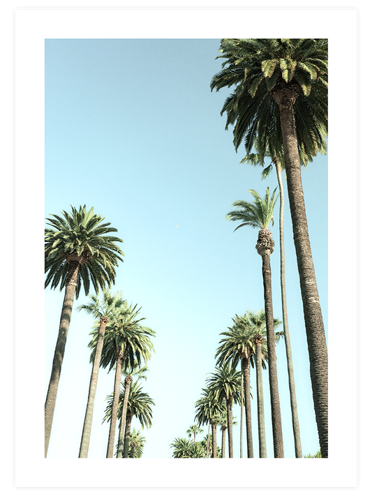 Palms Poster - Giclée Baskı