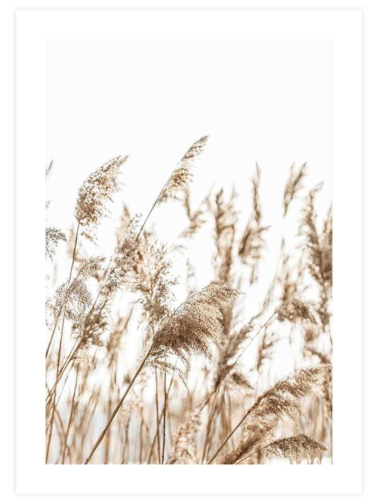 Pampas Otu - Art Print Ürün ana görseli