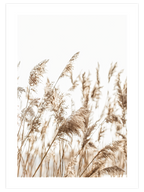 Pampas Otu - Art Print