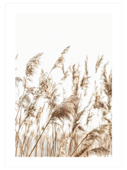 Pampas Otu - Fine Art Poster