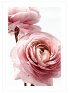 Parfum De Rose - Art Print