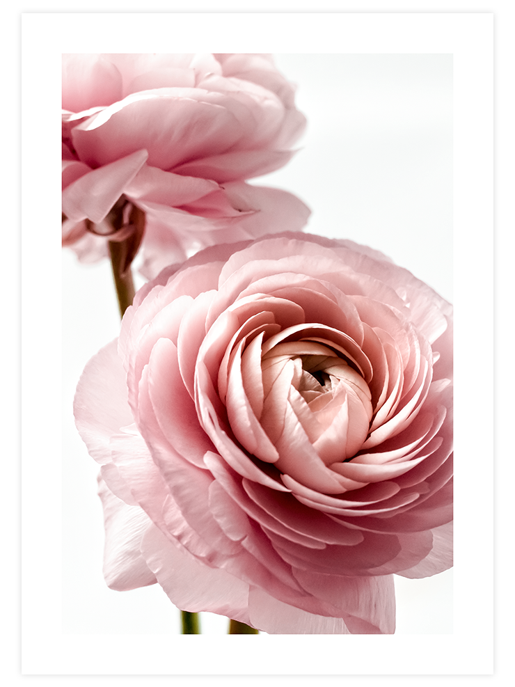 Parfum De Rose - Art Print