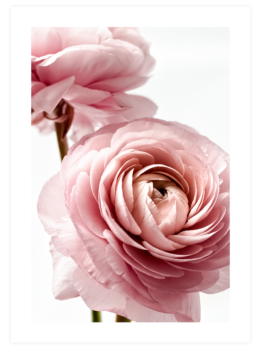 Parfum De Rose - Art Print